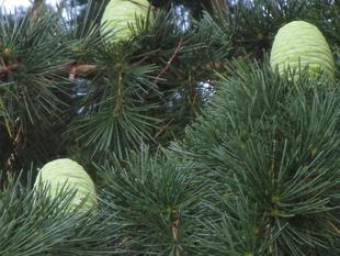 シダーローズ=ヒマラヤスギの実