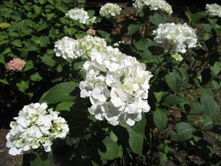 花だより【2024年6月1日】