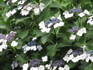 花だより【2024年6月23日】~ガクアジサイ