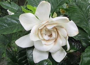 博文邸 花だより「ヤエクチナシ/ムクゲ」 2024年6月25日