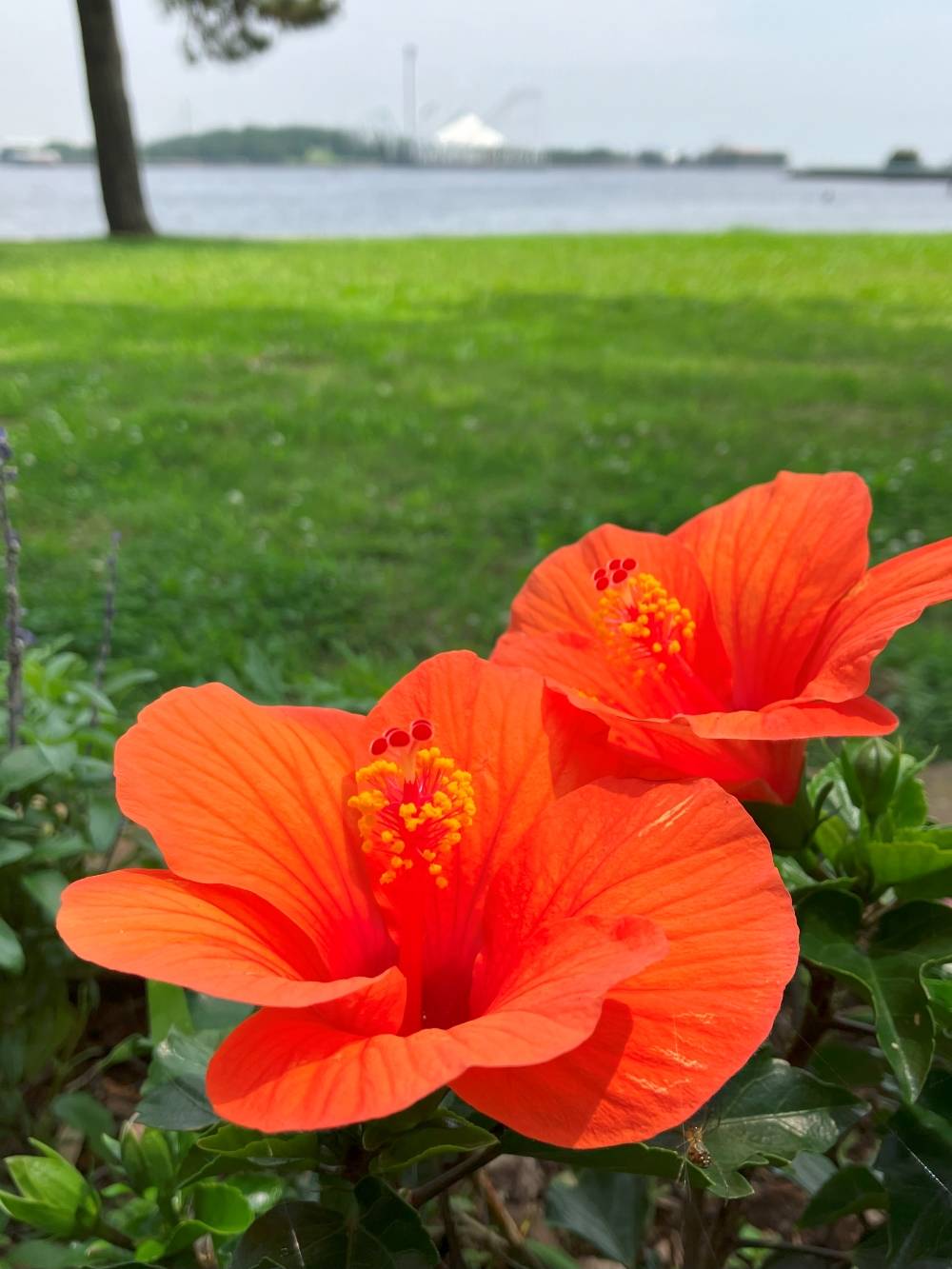 花だより【2024年7月3日】の写真