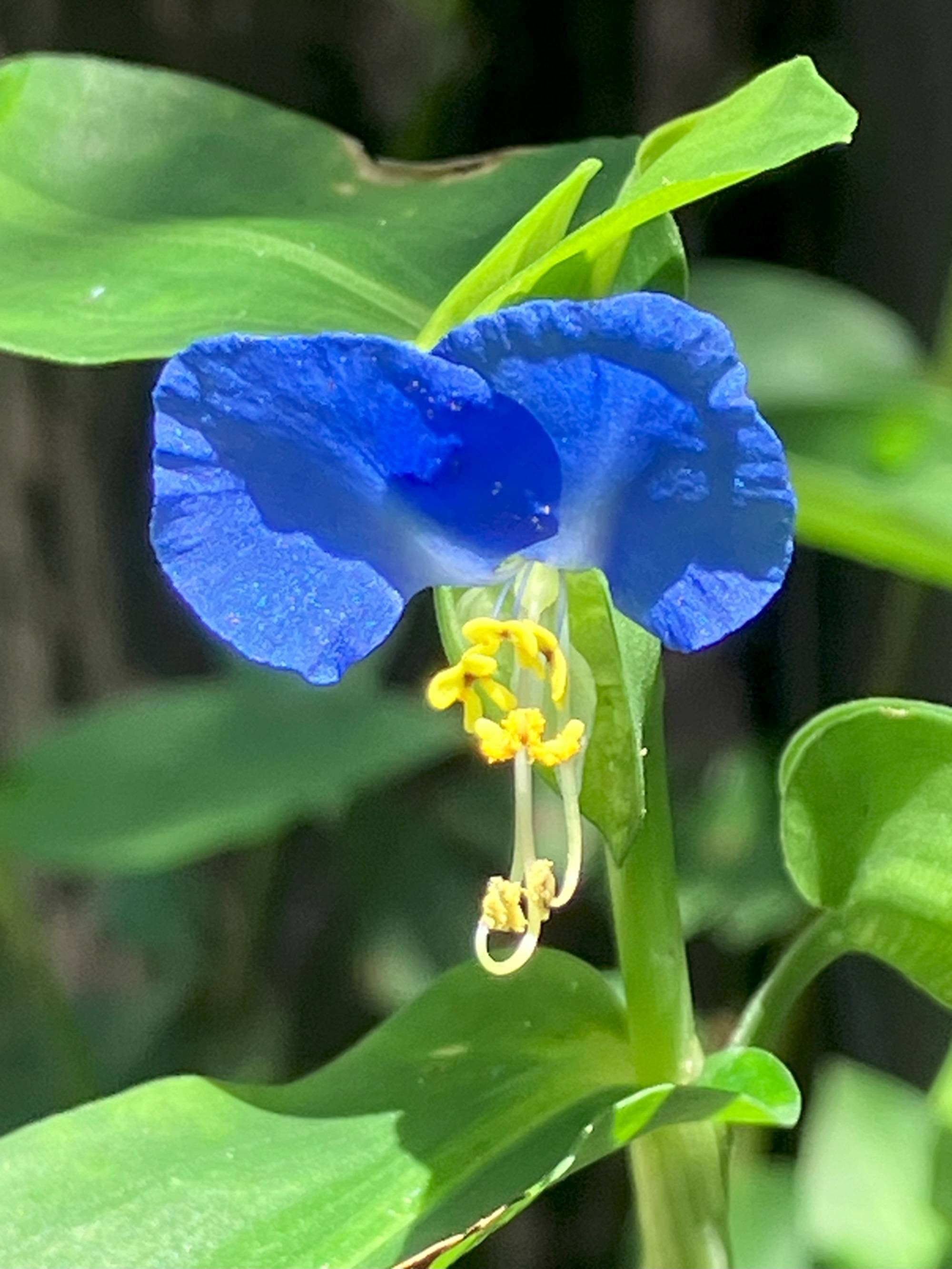 花だより【2024年7月18日】の写真