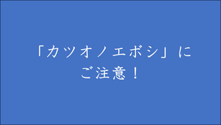 ご注意! 海岸に「カツオノエボシ」が発見されました!