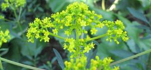 博文邸　花だより「オミナエシ／キキョウ」　2024年7月6日