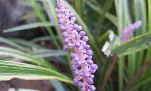 博文邸 花だより「フイリヤブラン」 2024年9月11日