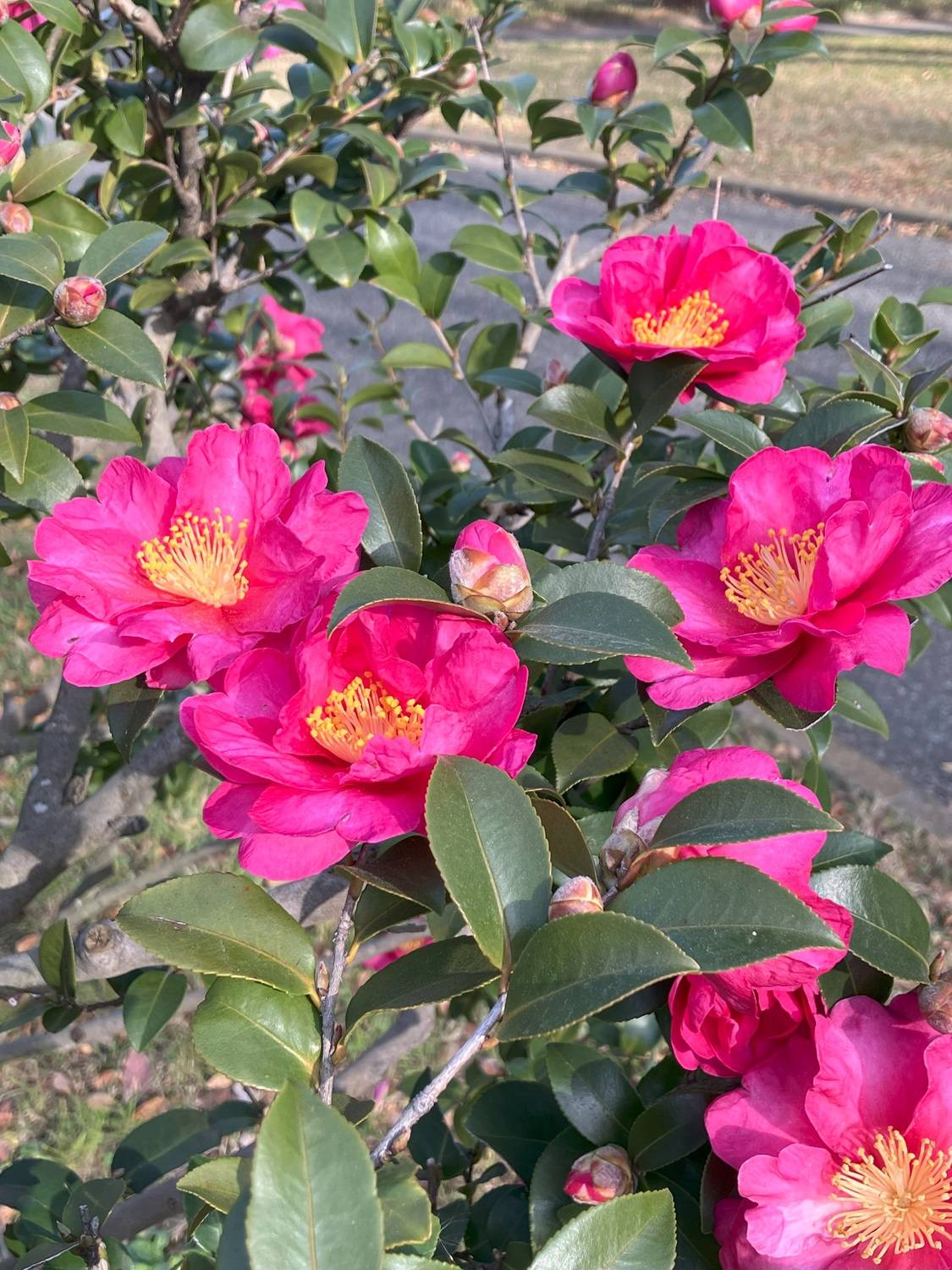 【花だより】サザンカの写真