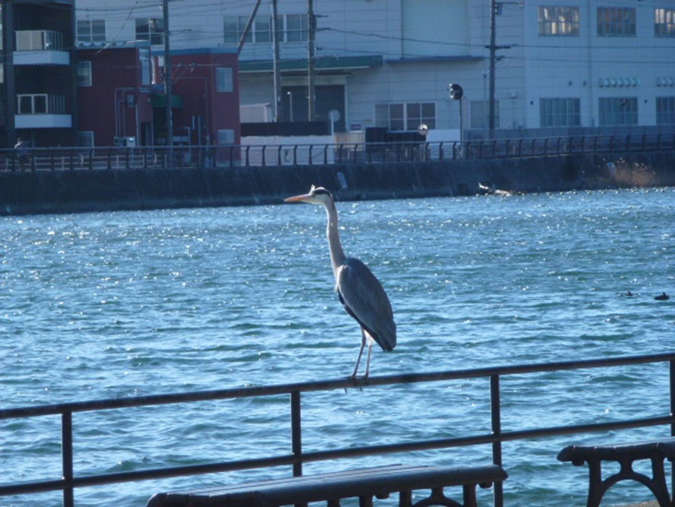 アオサギに出会いました。の写真