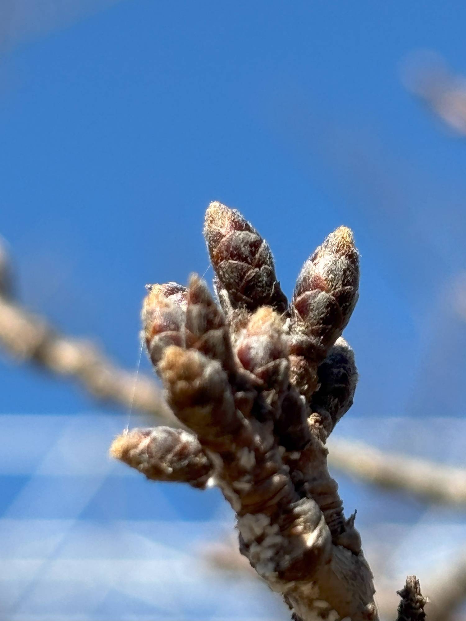 桜開花情報【2025年3月7日】の写真