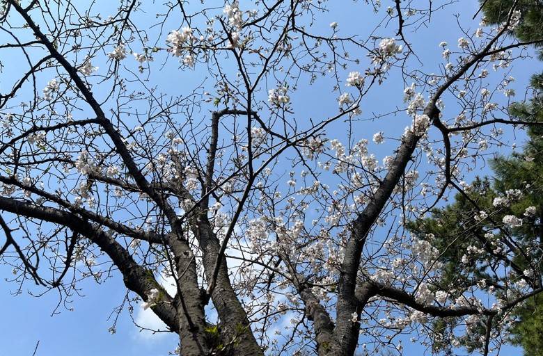 博文邸 花だより「桜」 2025年3月31日の写真
