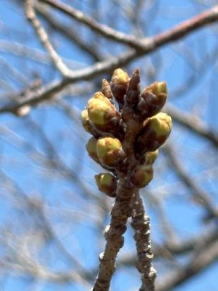桜開花情報【2025年3月21日】