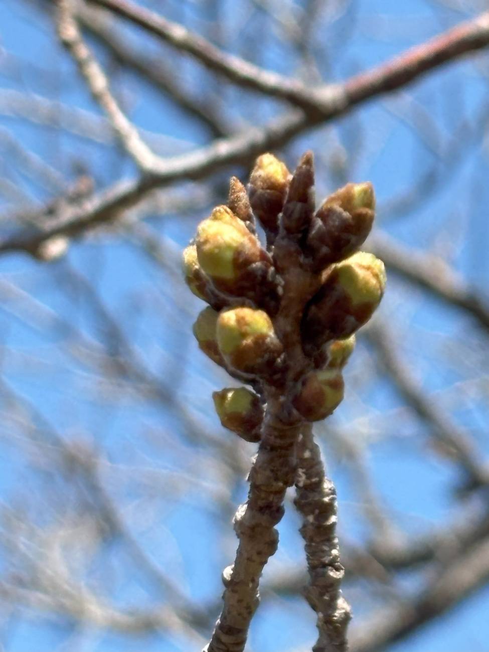 桜開花情報【2025年3月21日】の写真