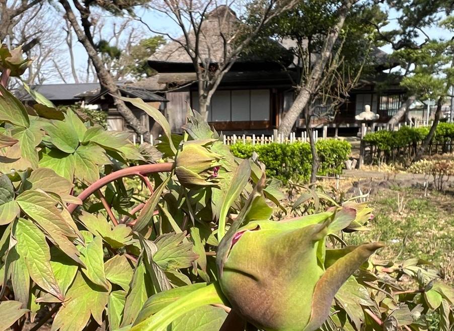 博文邸 花だより【牡丹編】2025年3月25日〈蕾〉の写真