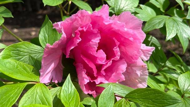 博文邸 花だより【牡丹編】2025年3月31日〈一輪開花〉の写真