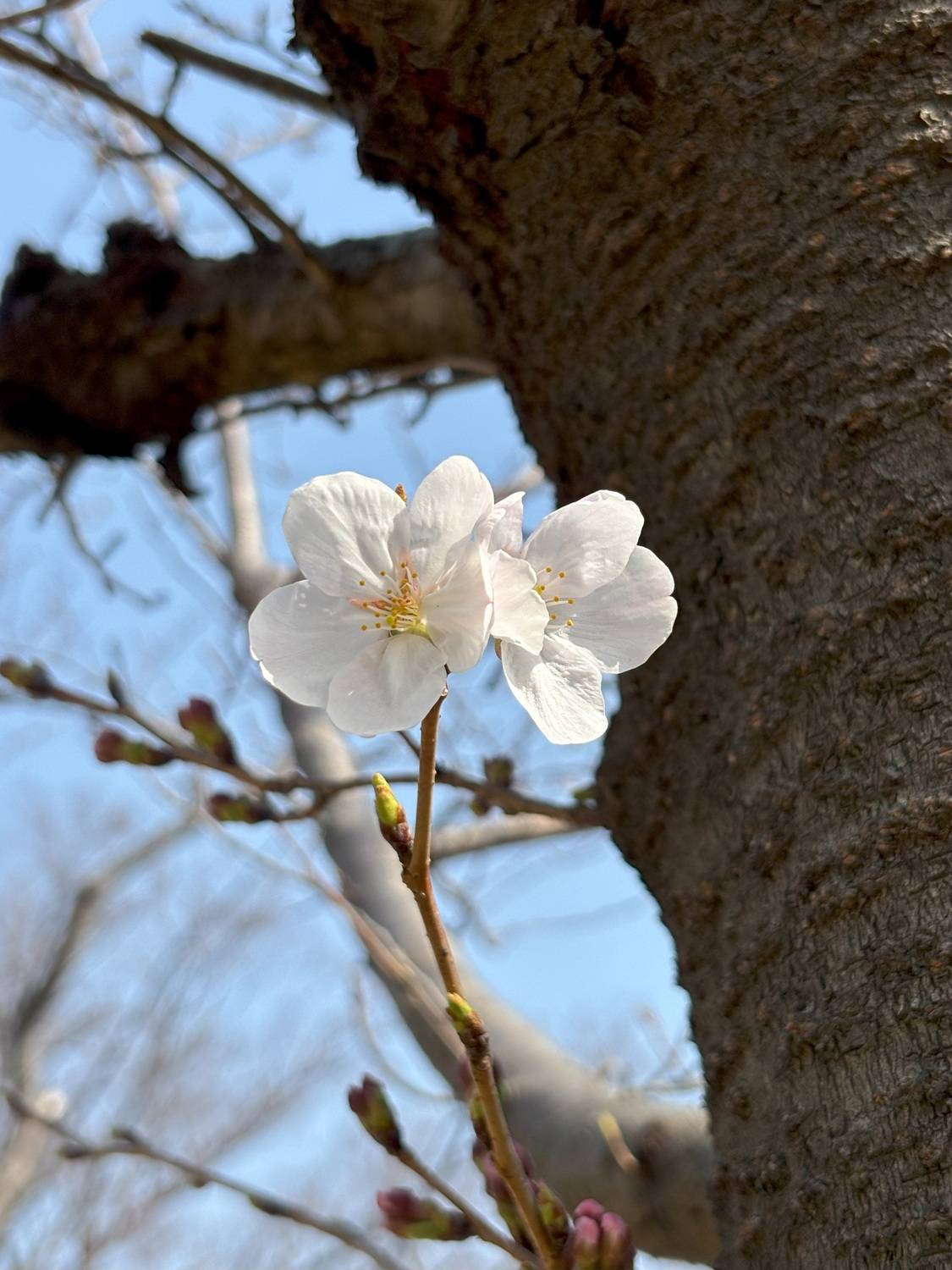 桜開花情報【2025年3月25日】(桜開花)の写真