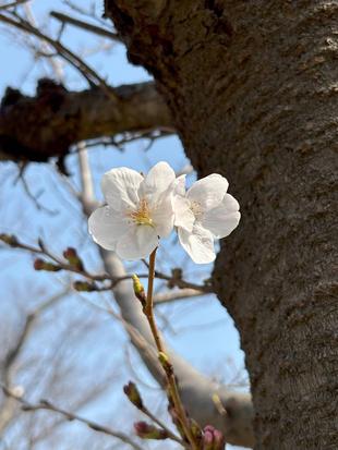 桜開花情報【2025年3月25日】(桜開花)