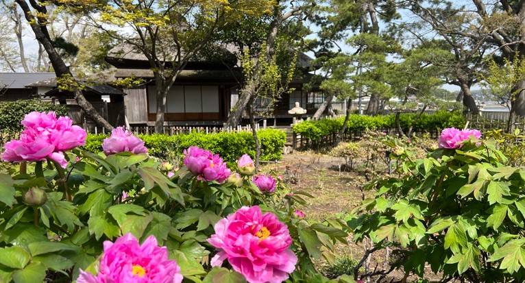 博文邸 花だより【牡丹編】2025年4月8日〈少し咲いてきました〉の写真