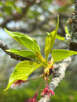 桜開花情報【2025年4月19日】