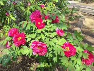 博文邸 花だより 【牡丹】・【山吹(ヤマブキ)】4月12日