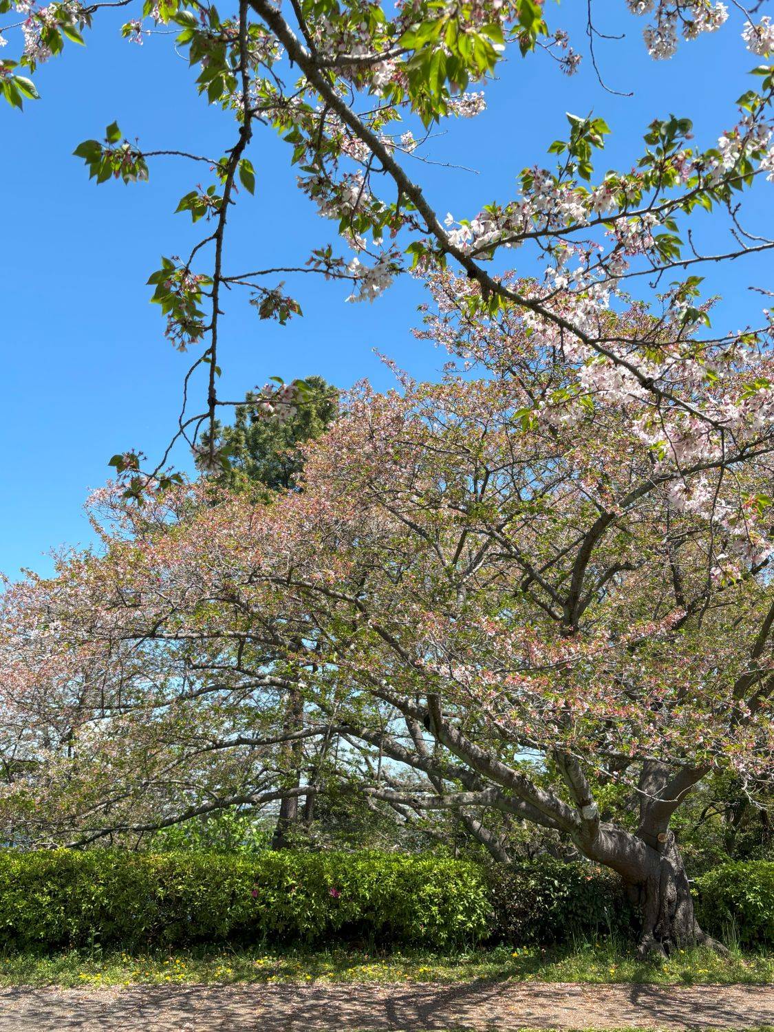 桜開花情報【2025年4月15日】の写真