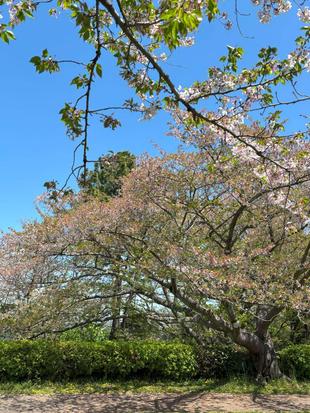 桜開花情報【2025年4月15日】
