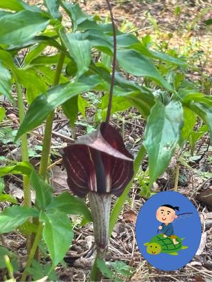 浦島太郎に似たウラシマソウ