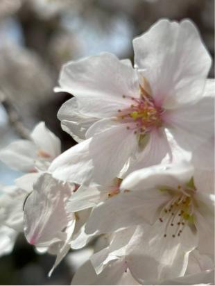 桜開花情報【2024年4月8日】