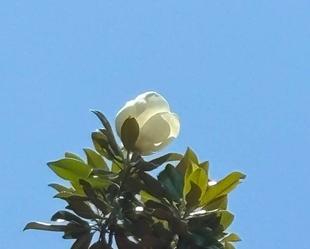 高い木に咲く花【タイサンボク】