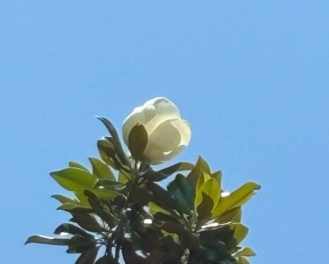 高い木に咲く花【タイサンボク】の写真
