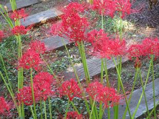 博文邸花だより【彼岸花】9月25日