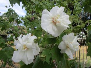 博文邸花だより【酔芙蓉】9月14日