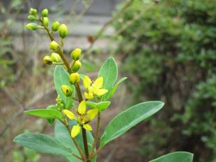 博文邸花だより【キントラノオ】9月21日