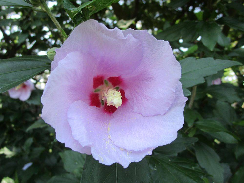  博文邸花だより【ムクゲ】７月３日の写真