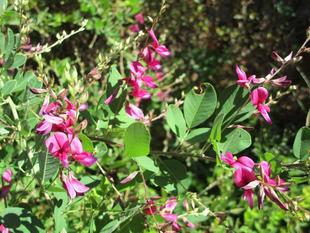 博文邸花だより【萩】【ノシラン】【ヤブラン】10月3日