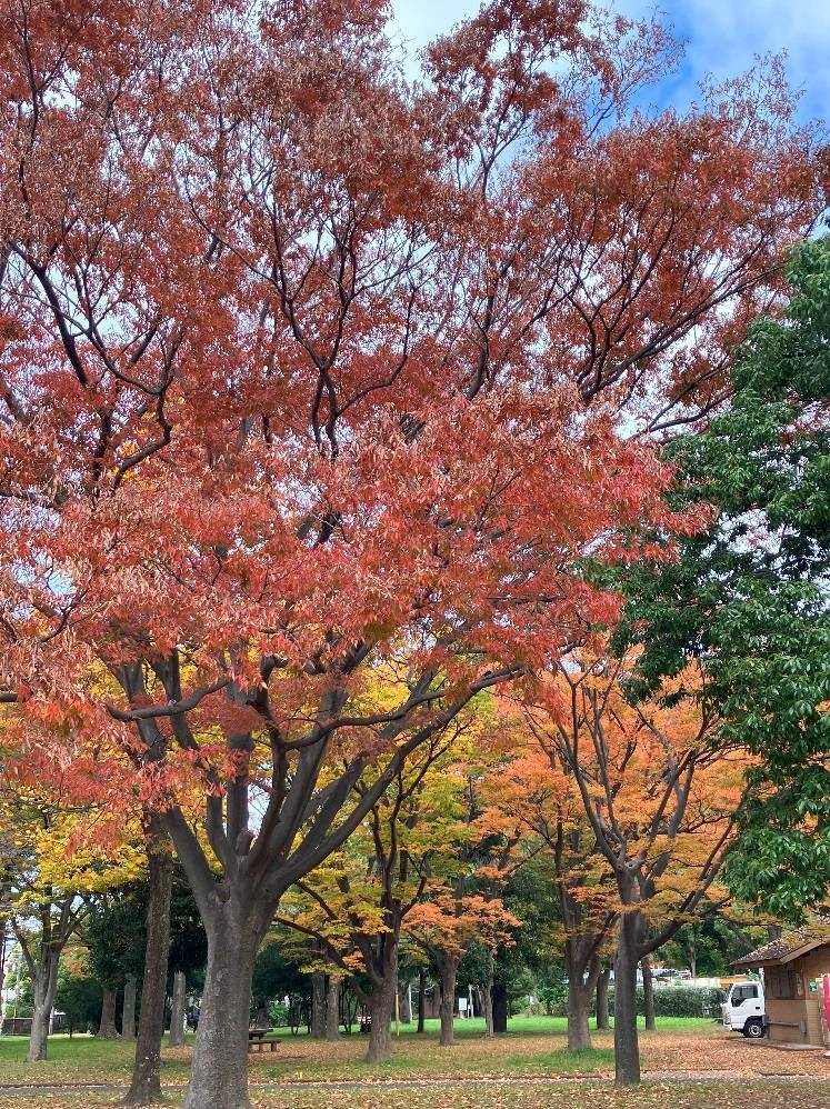 野島公園の紅葉の写真