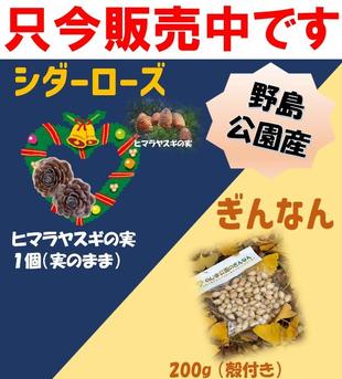 野島公園産「シダーローズ・ぎんなん」販売中です。