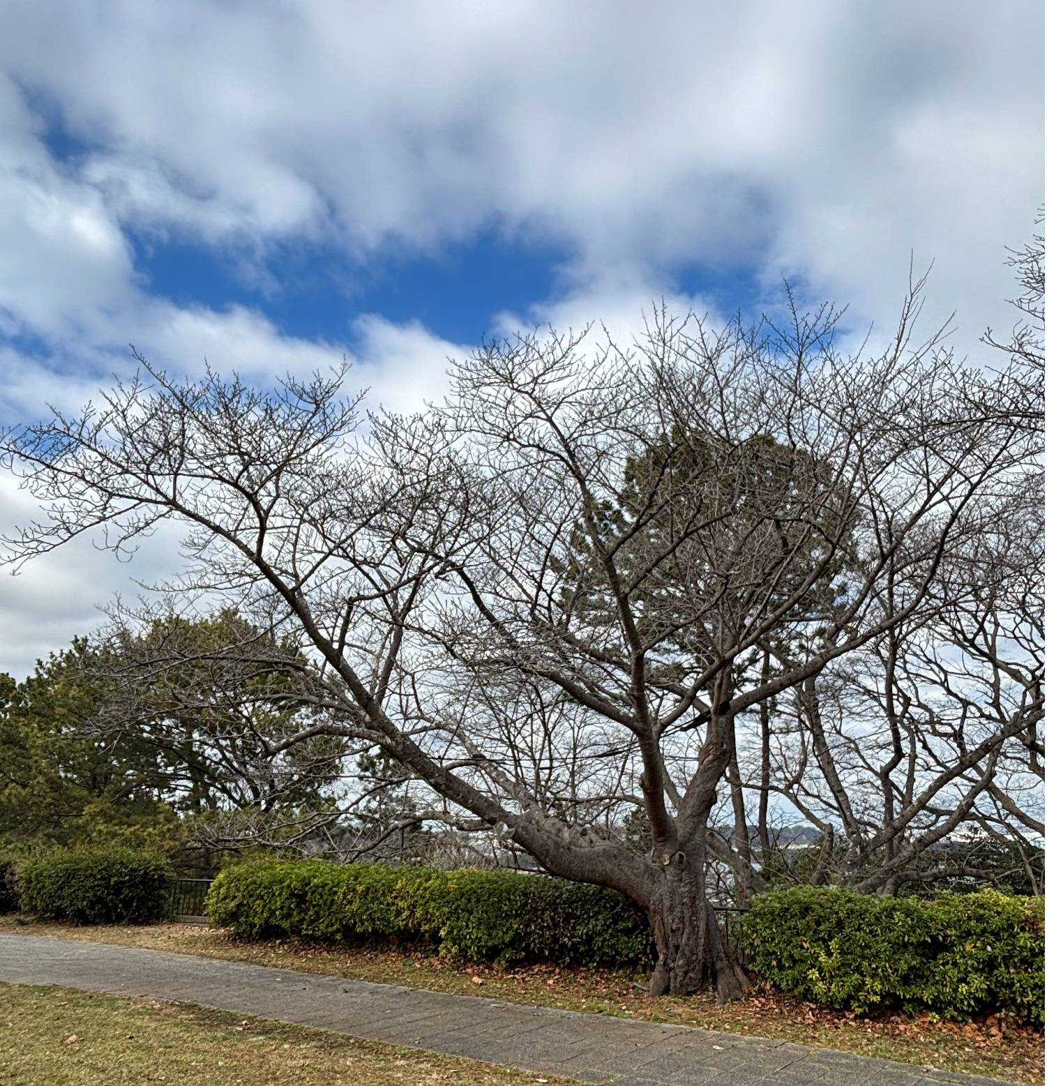 【桜情報】蕾もまだまだ準備段階です【2026年２月26日】の写真