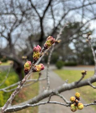【桜情報】まもなく最初の蕾が開きます【2026年３月17日】