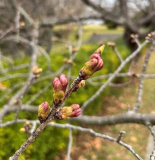 【桜情報】せっかちな蕾は開花直前です！【2026年３月19日】