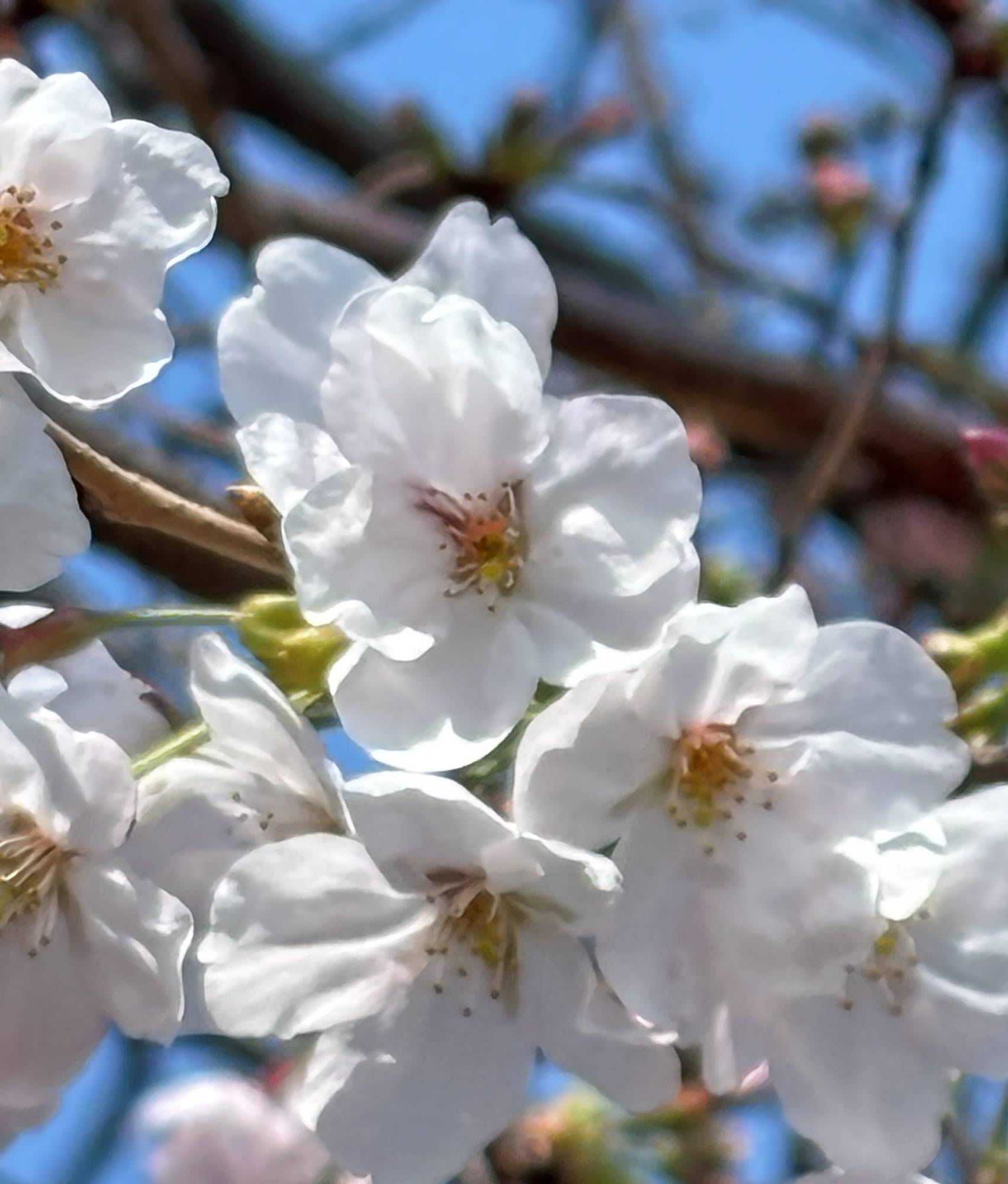 【桜情報】野島公園も開花宣言いたします！【2026年３月22日】の写真