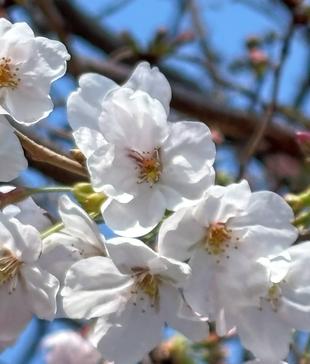 【桜情報】野島公園も開花宣言いたします！【2026年３月22日】