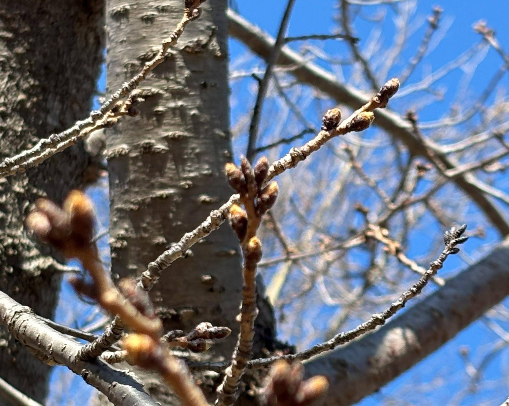 【桜情報】蕾が少しずつ色付いています【2026年３月８日】の写真
