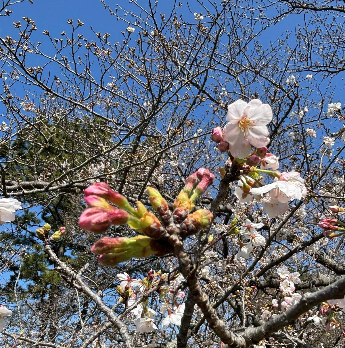 桜情報】3分咲きです！【2026年3月27日】|桜開花｜ブログ|野島公園