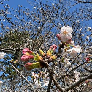 【桜情報】３分咲きです！【2026年３月27日】