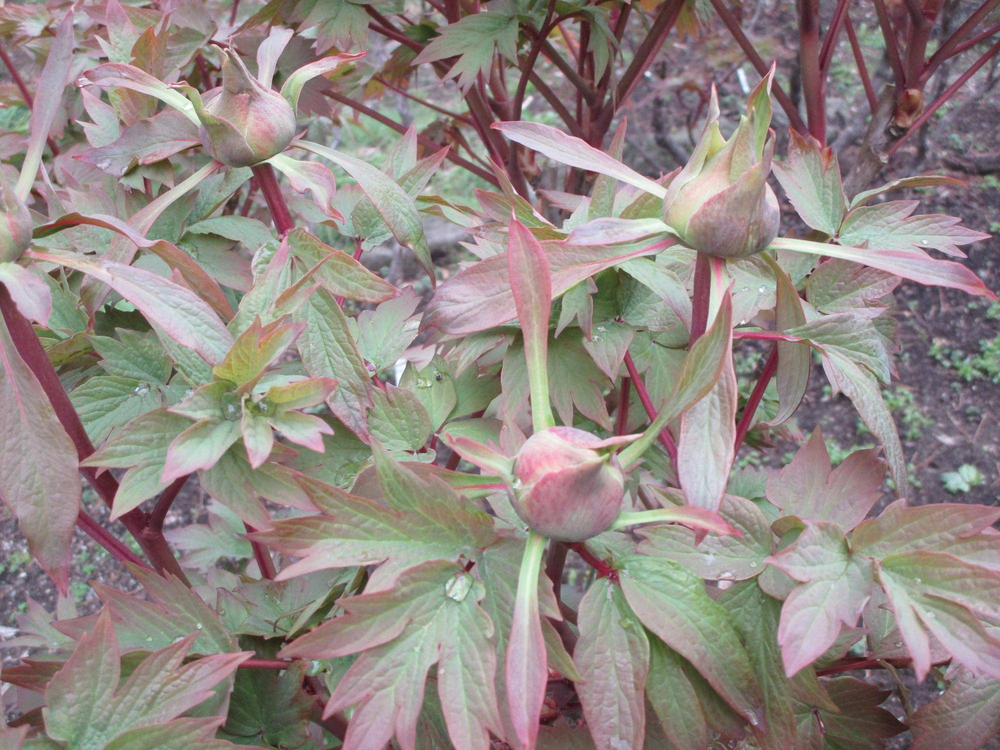 ぼたん開花状況　蕾が見えてきました【旧伊藤博文金沢別邸】の写真