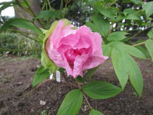  ぼたん開花状況　「一輪」咲き始めました！　【旧伊藤博文金沢別邸】
