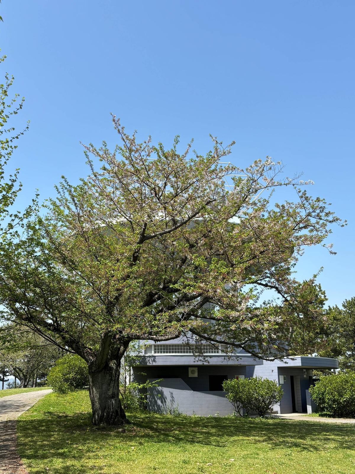 桜情報】初夏を感じさせる葉桜【2026年4月11日】|桜開花｜ブログ|野島
