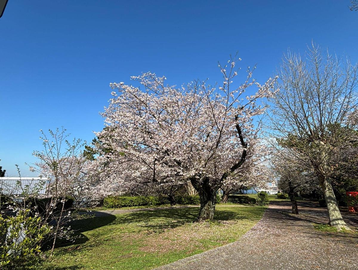 桜情報】満開です♪【2026年4月2日】|桜開花｜ブログ|野島公園/旧