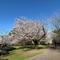 【桜情報】満開です♪【2026年４月２日】の画像