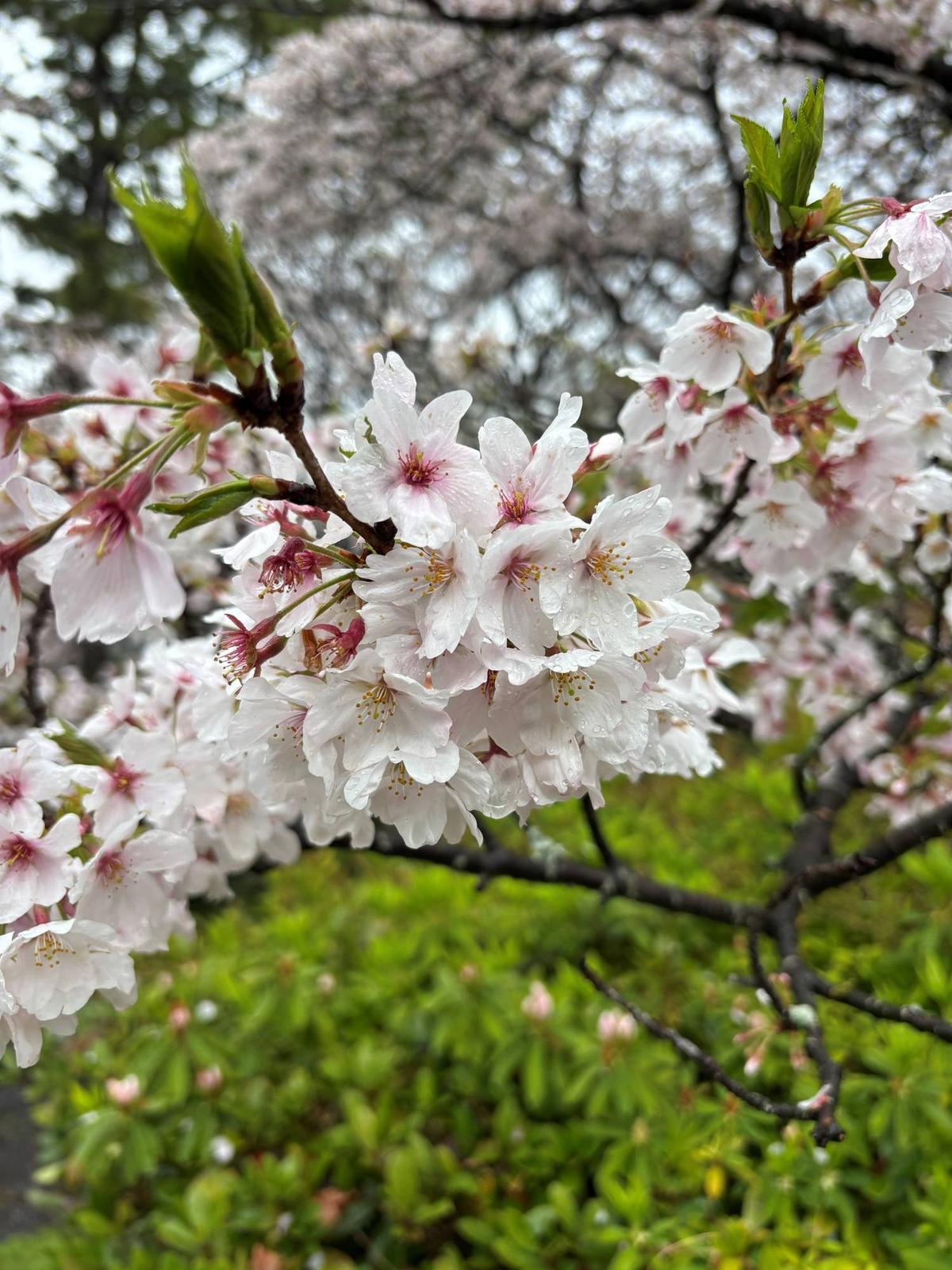 桜情報】静かに花びらが舞っています【2026年4月4日】|桜開花