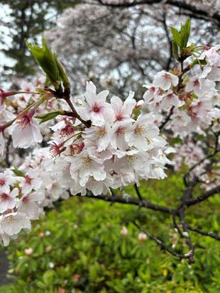 【桜情報】静かに花びらが舞っています【2026年４月４日】